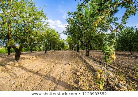 Stock photo: Almond Tree Orchard