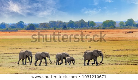 Stock fotó: Elephant Family Walking In The Savanna