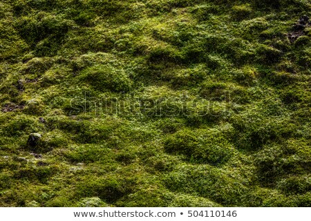 Stock photo: Close Up Of Green Grass For Your Background