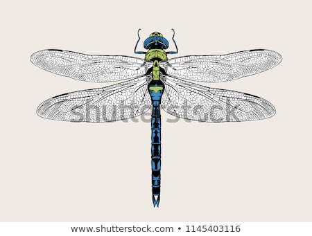 Stockfoto: Blue Emperor Anax Imperator