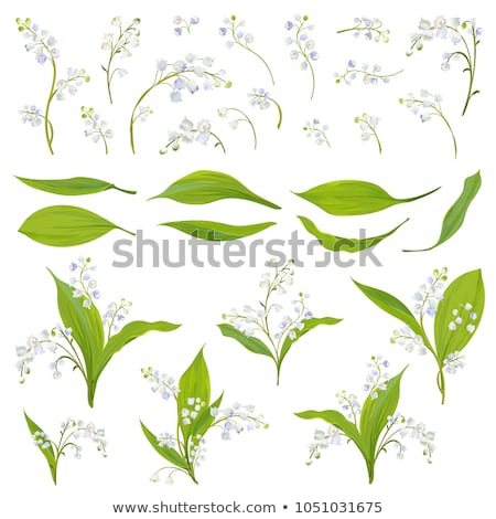 Stock fotó: Lilies Of The Valley