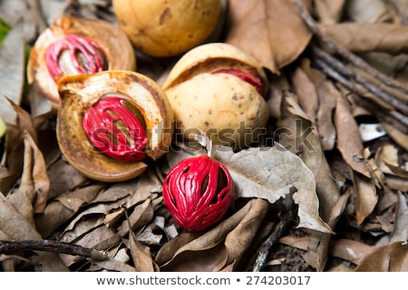 Zdjęcia stock: Colorful Photo Of Nutmeg Fruit