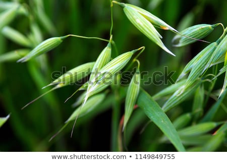 Stock fotó: Oat Field Detail