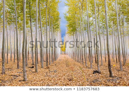 Stock foto: Poplar Tree Farm Symmetry In Oregon