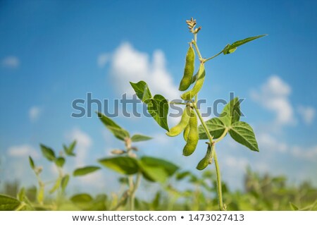 Foto stock: Soybean Plantation