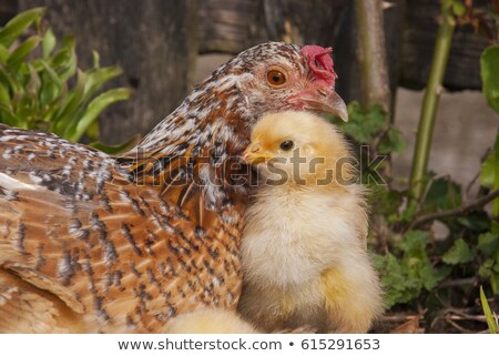 Stock fotó: Mother Hen And Little Chick