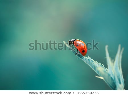Stock fotó: Ladybug On A Leaf