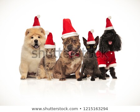 Stock photo: Five Cats And Dogs Of Diferent Breeds Wearing Santa Hats