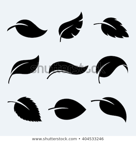 Foto d'archivio: Vector Set With Black Simple Leaf Silhouettes In Flat Style