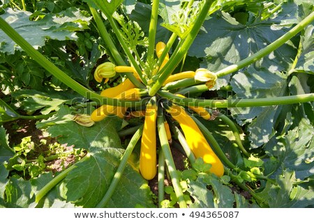 ストックフォト: Young Yellow Squash Grows