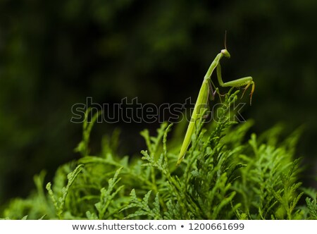 ストックフォト: Mantis In Green Nature