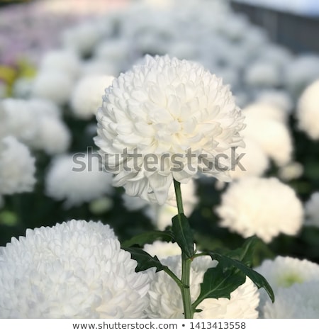 Foto stock: Fresh White Chrysanthemum