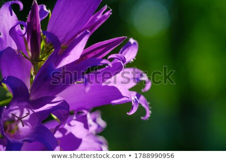 Foto stock: Beautiful Violet Bluebells On Blurred Background