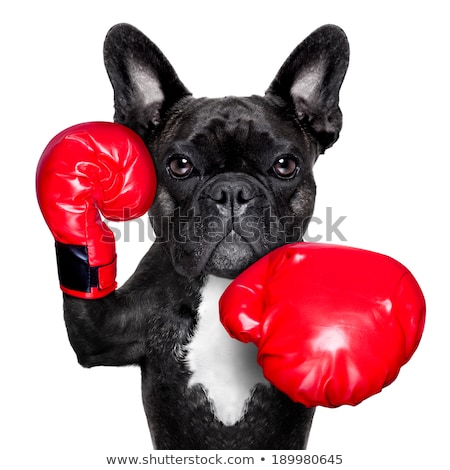 Stock photo: Boxing Dog