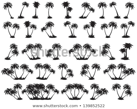 Stock fotó: Set Of Palm Tree Tropical Palm Trees Black Silhouettes Backgrou