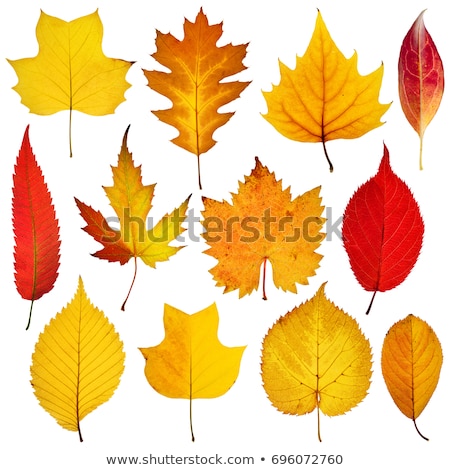Stok fotoğraf: Dried Autumn Leaves Isolated On White Background