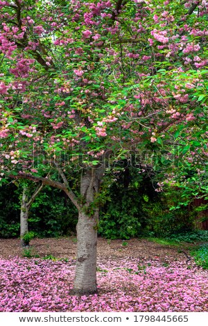 ストックフォト: Blossoming Pink Tree Flowers