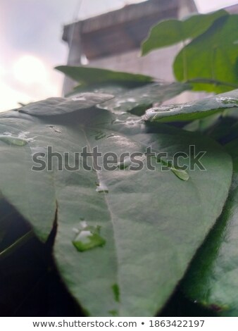 [[stock_photo]]: Outtes · de · pluie · sur · feuille · de · nénuphar