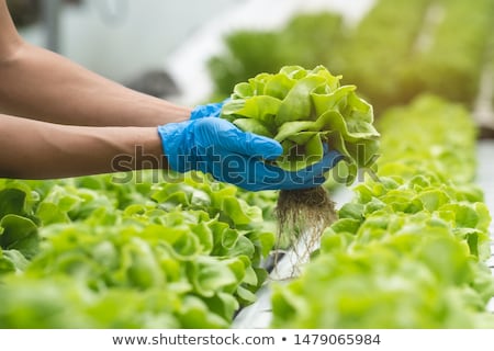 Stock photo: Lettuce Greenhouse