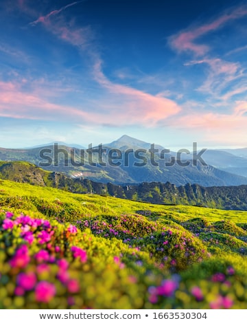 Stock photo: Flowers In The Mountains In Summer