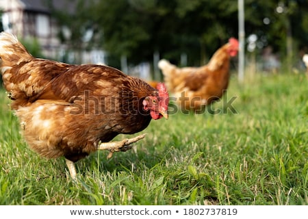 [[stock_photo]]: Free Range Chicken Coop