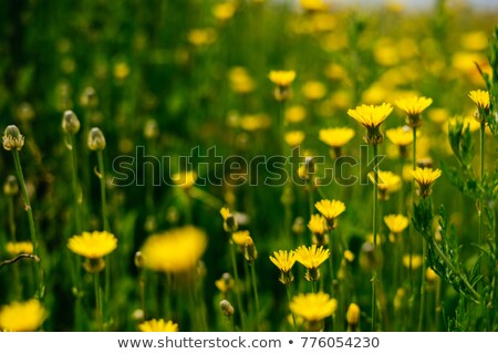 Stock photo: An Endless Field Of Yellow Flowers