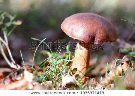 ストックフォト: Small Cep Mushroom In Sun Wood