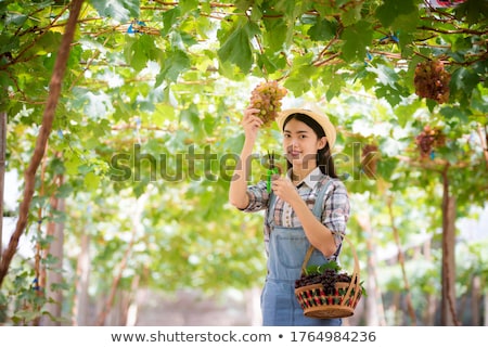 Stock photo: Pretty Female Vintner Harvesting White Vine Grapes