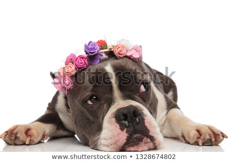 Сток-фото: Curious American Bully With Flowers Headband Looks To Side