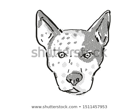 Stockfoto: Australian Cattle Dog Dog Breed Cartoon Retro Drawing