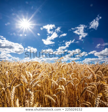 Stock fotó: Golden Cornfield With Blue Sky