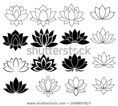 Stok fotoğraf: Water Lily Or Lotus Flower