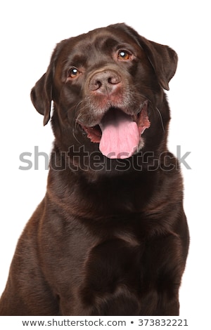 Zdjęcia stock: Chocolate Labrador Dog