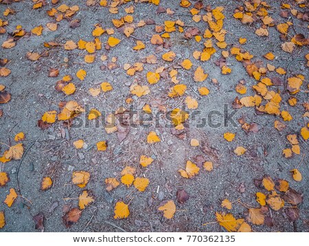 Foto stock: Autumn Leaves On Sidewalk