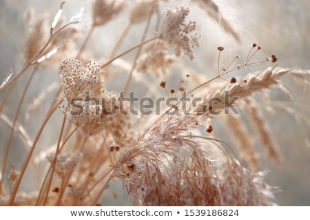 Foto d'archivio: The Dry Haythe Stems