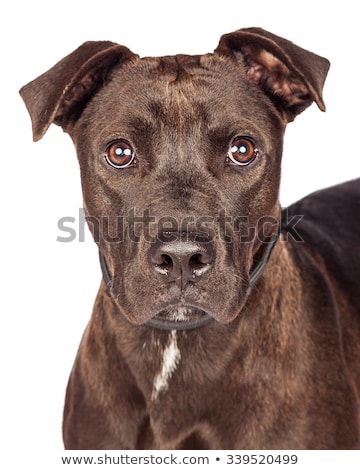 Foto stock: Old Mixed Breed Dog In A Dark Studio