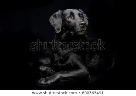 [[stock_photo]]: Mixed Breed Dog In Black Background Studio
