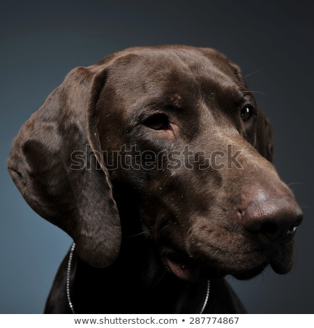 Stock fotó: German Pointer Portrait In A Dark Photostudio