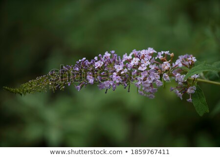 Foto stock: Nvasão · de · borboletas