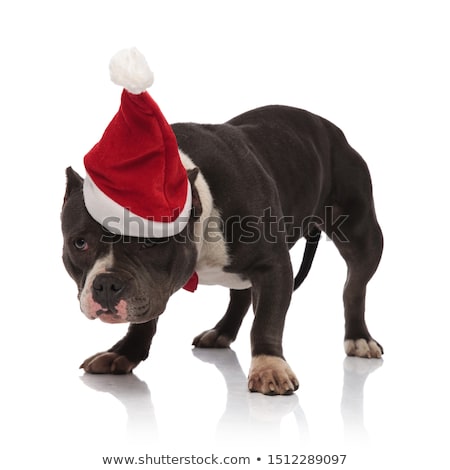 Foto stock: Curious Gentleman American Bully Wearing Santa Hat Looks To Side