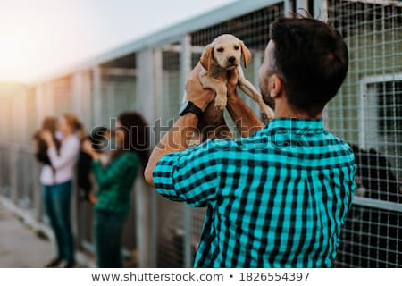 Stock photo: Woman Looking For A Dog To Adopt In An Animal Sanctuary