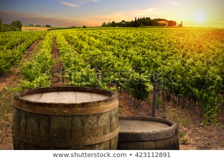 Stockfoto: Wine Barrels In Vineyard