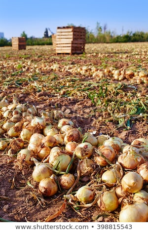 Agricoltura In Campi Di Cipolla Spagna Foto d'archivio © lunamarina