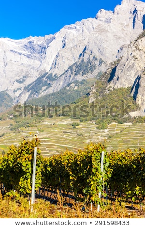 Сток-фото: Vineyards In Ardon Region Canton Valais Switzerland