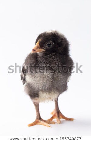 Stock fotó: Baby Bird Resting On A Rock