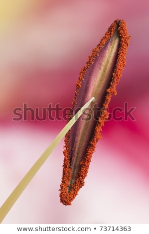 Stockfoto: Etail · van · de · meeldraad · met · stuifmeelpoeder · van · een · leliebloem