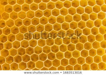 Сток-фото: Honeycomb Close Up