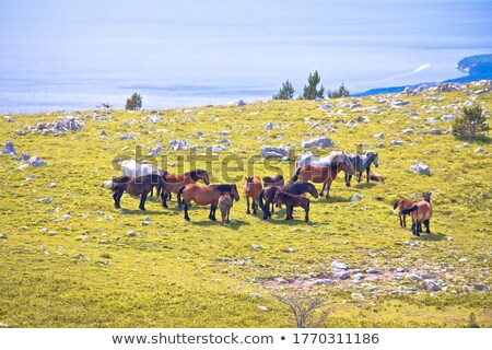 Wild Horses In Nature Of Velebit Mountain View Foto stock © xbrchx