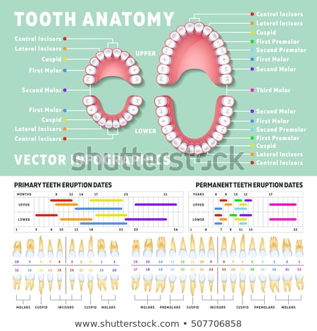 ストックフォト: Tooth Anatomy