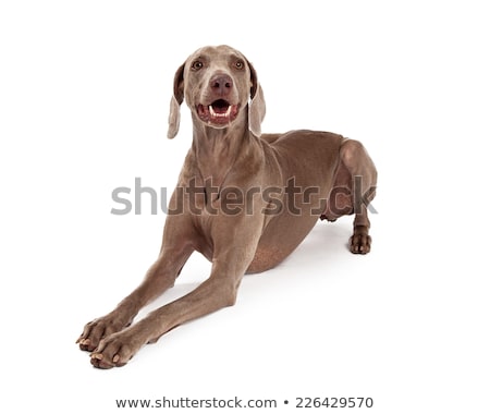 Stock photo: Weimaraner Short Haired Dog